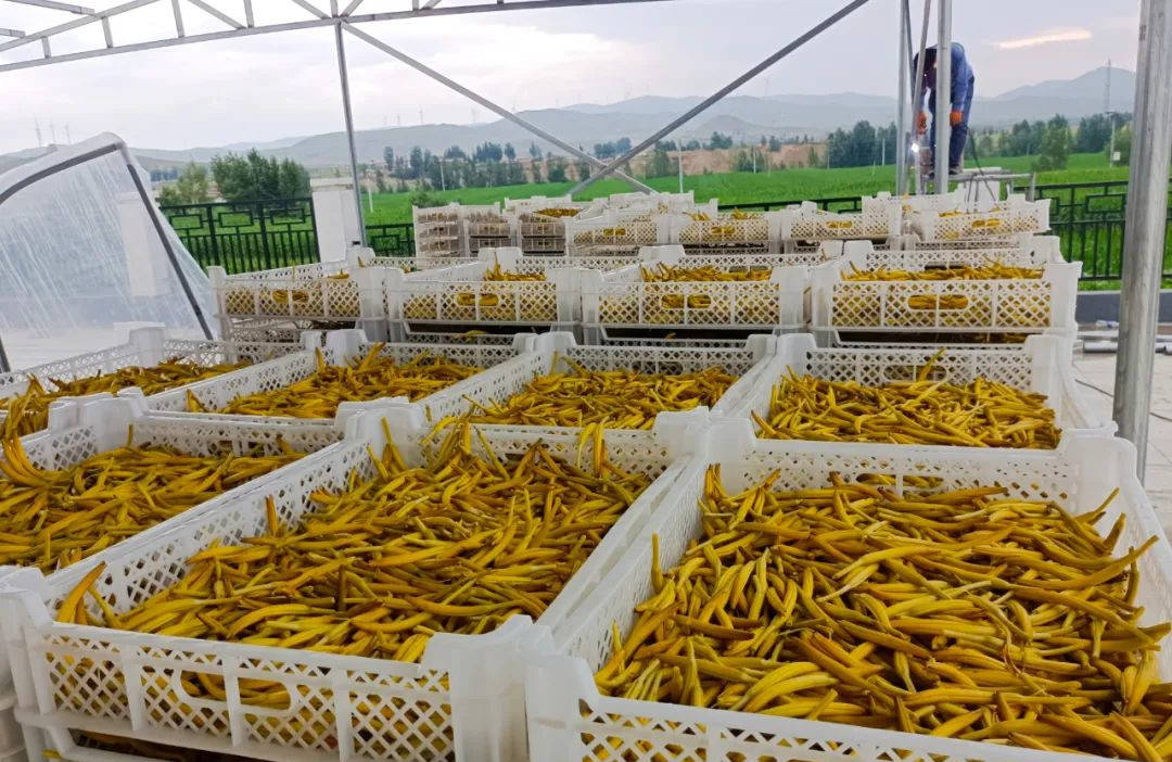 抖音茶壶_壶镇抖音_抖音林正英抖音号