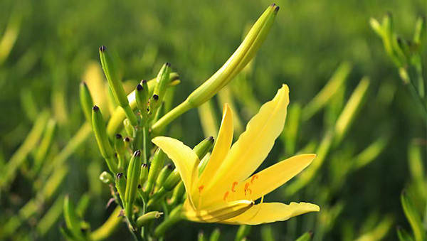 大同好粮大同黄花走进广州