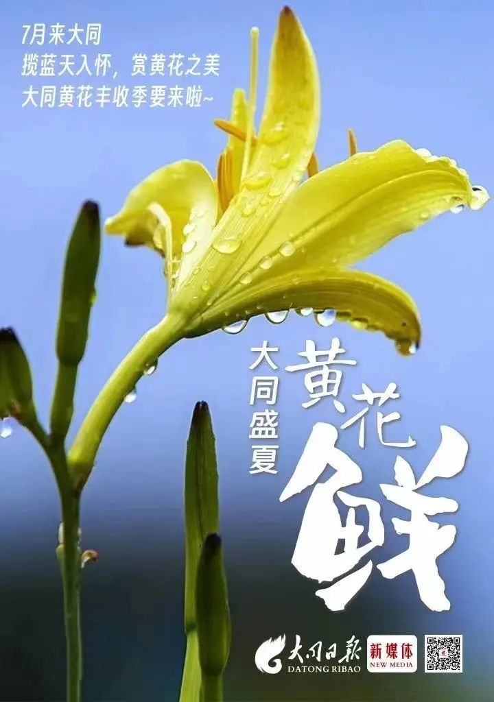 大同黄花简笔画图片